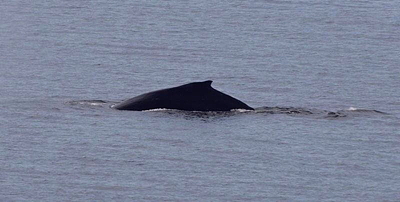 Humpback whale, in slump-pose. Photo by Alex Shapiro.